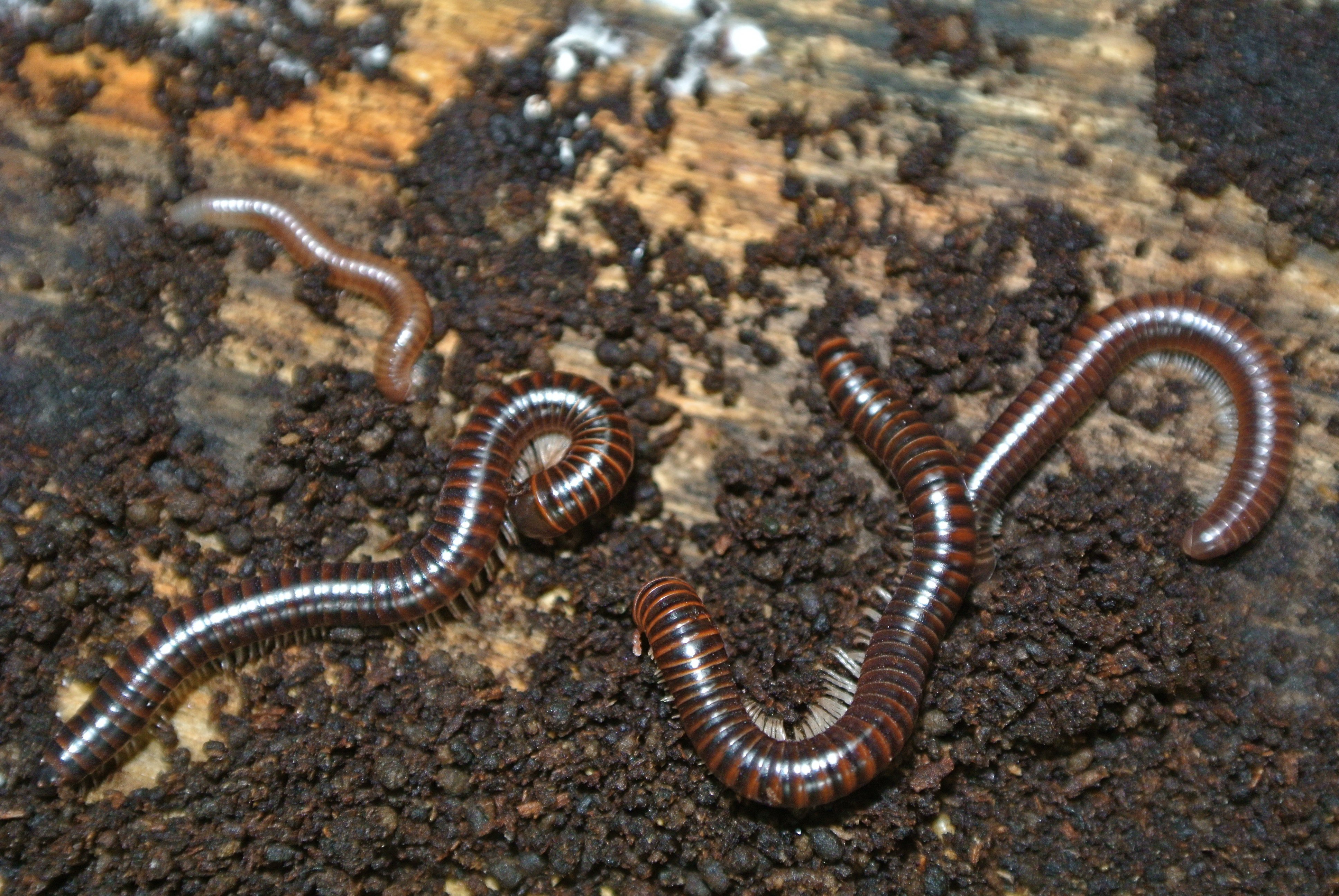 Представитель Семейства Epinannolenidae